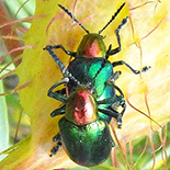 Platycorynus dejeani